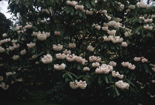 Beautiful-face rhododendron