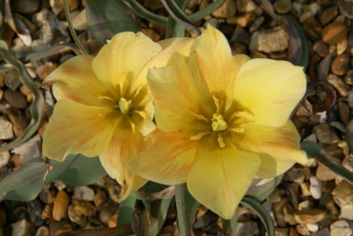 tulip 'Apricot Jewel'