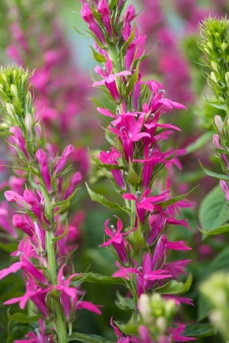 Lobelia 'Monet Moment'