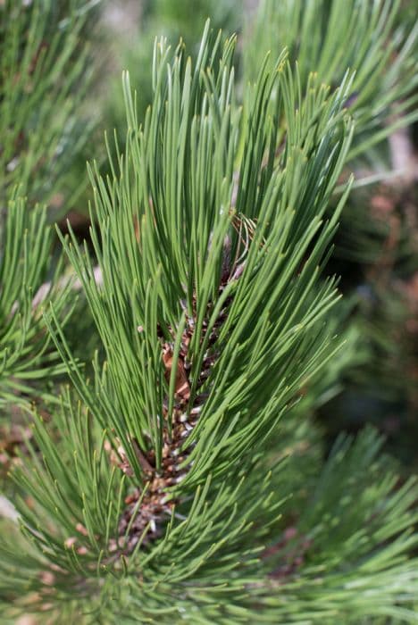 Bosnian pine 'Compact Gem'