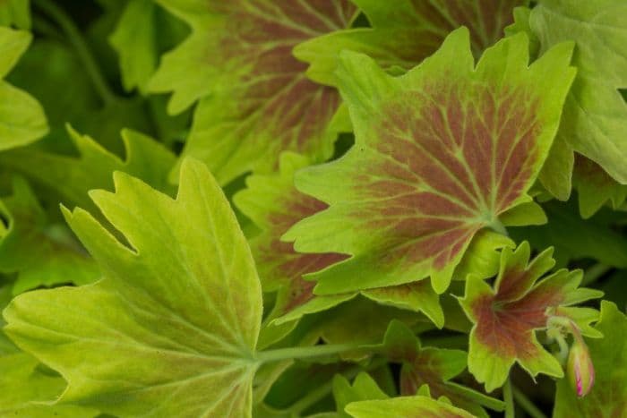 pelargonium 'Stellar Deanna Westwood'