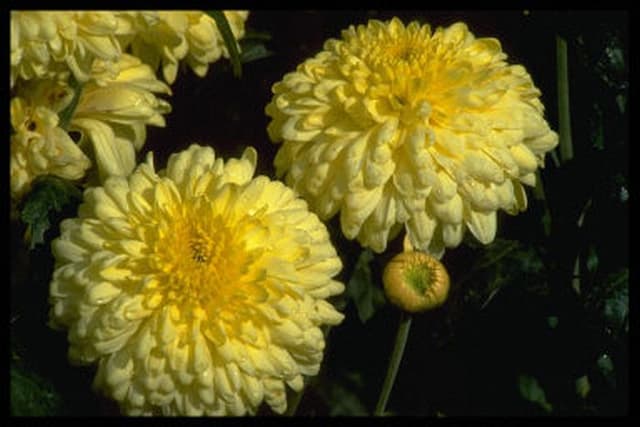 Chrysanthemum 'Lemon Margaret'