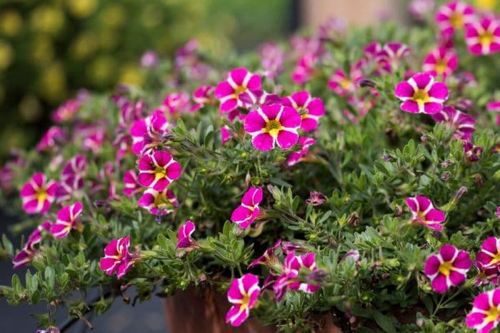 calibrachoa [Rave Pink '16]