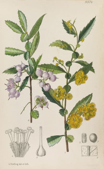 lanceolate azara