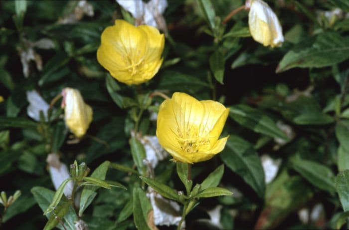 glaucous evening primrose