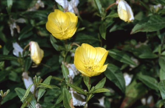 Glaucous evening primrose