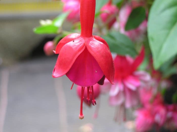 fuchsia 'Marinka'