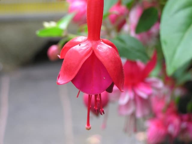 Fuchsia 'Marinka'