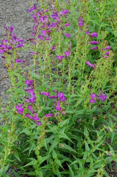 penstemon [Vesuvius]