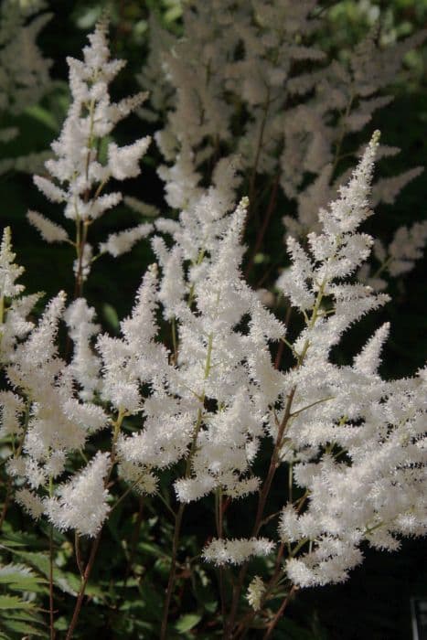 astilbe 'Bumalda'