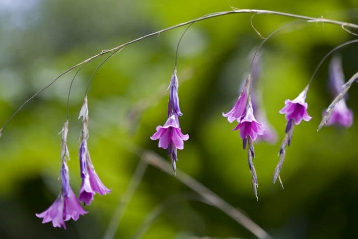 grassy bells