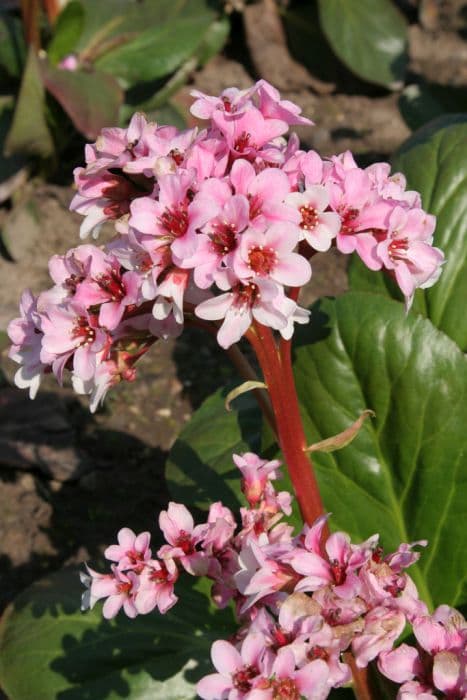 elephant's ears 'Britten'