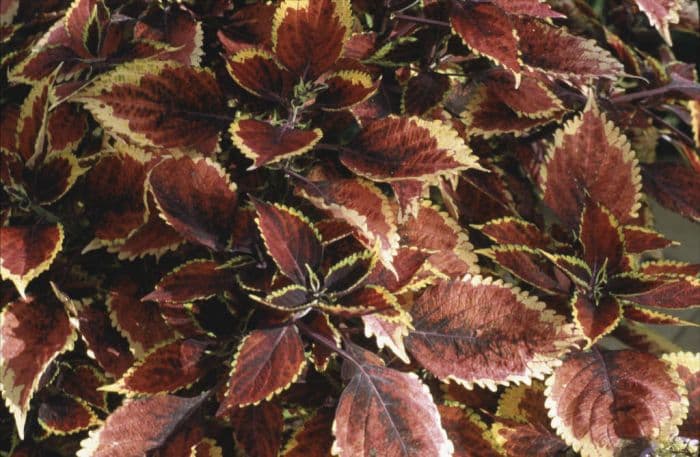 coleus 'Walter Turner'