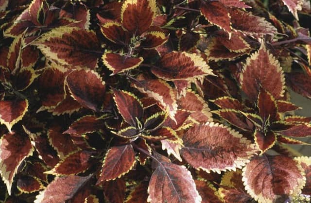 Coleus 'Walter Turner'