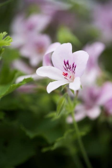 pelargonium 'Prince of Orange'