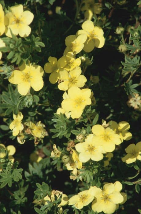 shrubby cinquefoil 'Katherine Dykes'