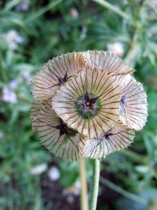 starflower scabious