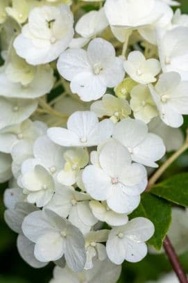 Paniculate hydrangea