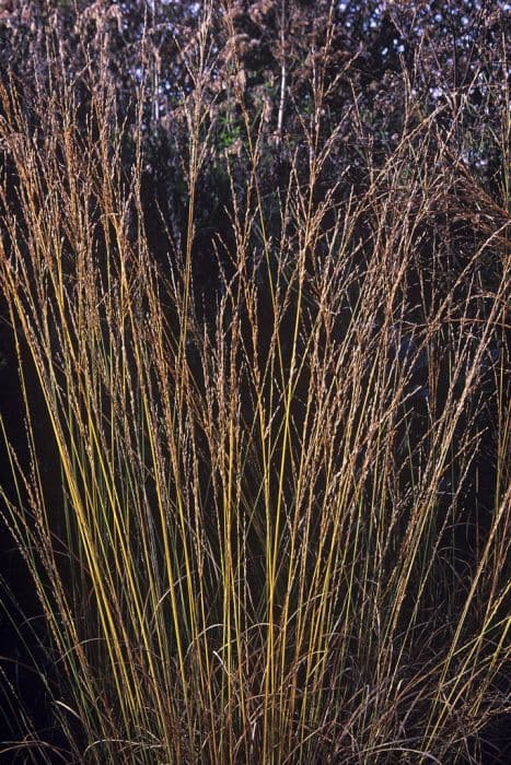 purple moor-grass 'Edith Dudszus'