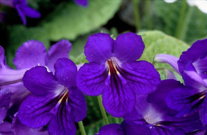 Cape primrose 'Amanda'