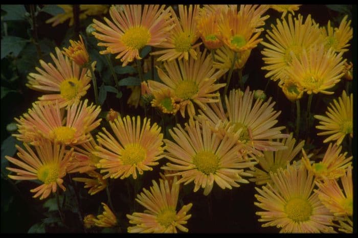 chrysanthemum 'Pennine Whistle'