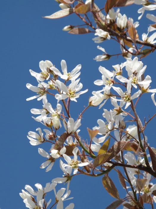 serviceberry 'Autumn Brilliance'