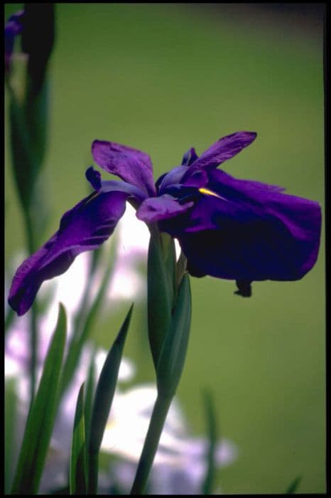Japanese water iris 'Barr Purple East'