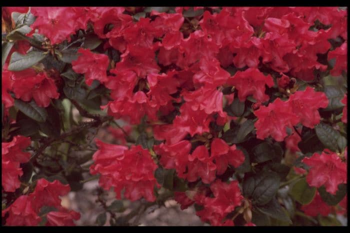 rhododendron 'Scarlet Wonder'