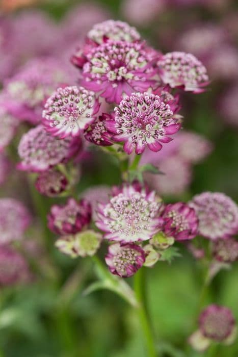 masterwort 'Abbey Road'