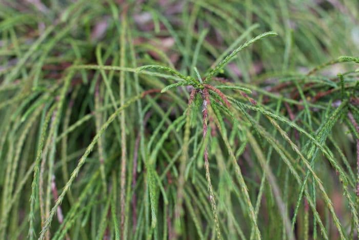 western red cedar 'Whipcord'