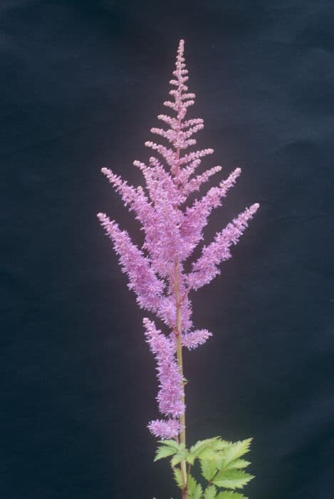 astilbe 'Heart and Soul'