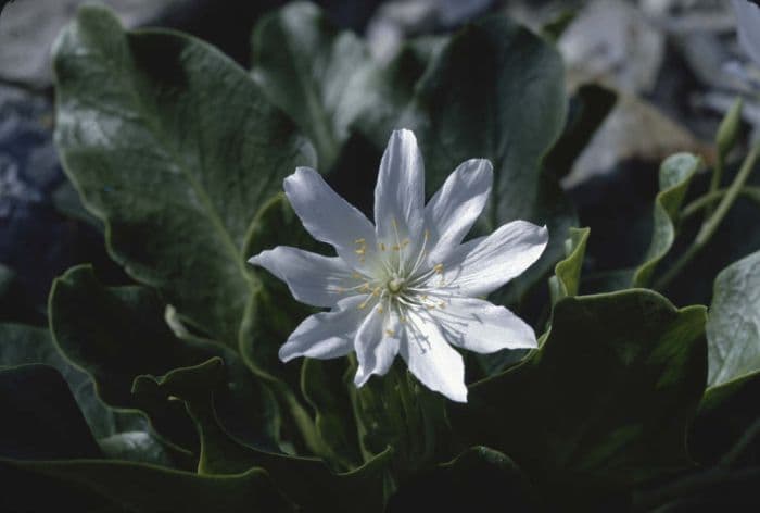 lewisia 'Alba'