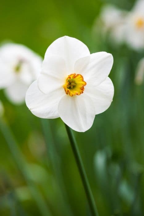 Daffodil 'Capisco'