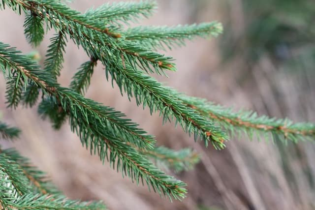 Norway spruce 'Inversa'