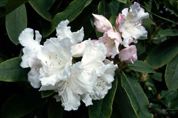 rhododendron 'Loder's White'