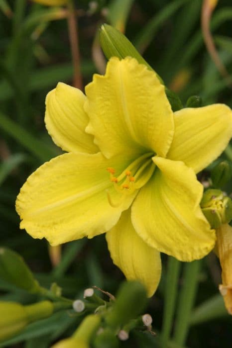 daylily 'Green Flutter'