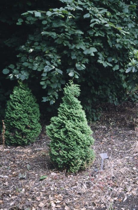 white cedar 'Holmstrup'