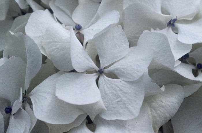 hydrangea 'Soeur Thérèse'