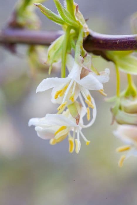 honeysuckle 'Winter Beauty'