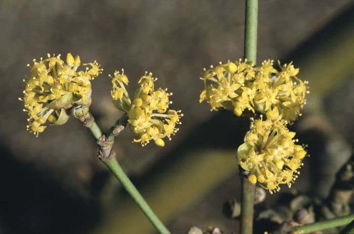 Cornelian cherry 'Golden Glory'