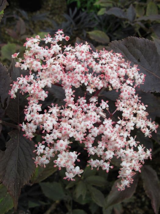 elder 'Guincho Purple'