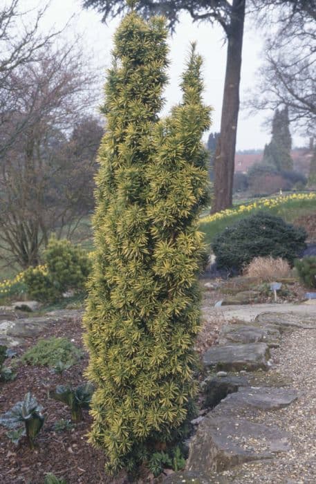 common yew 'Standishii'