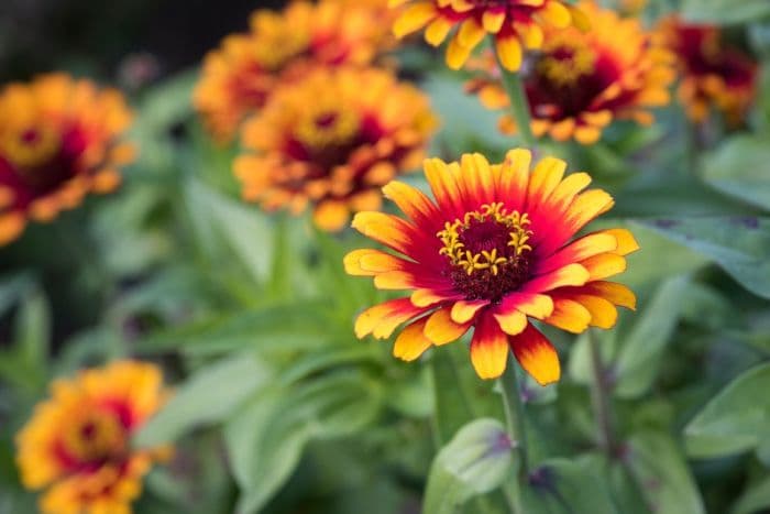 zinnia 'Zowie! Yellow Flame'