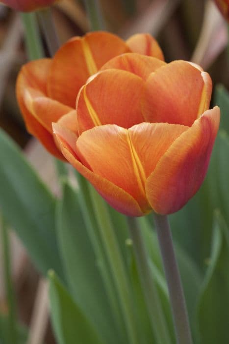 tulip 'Brown Sugar'