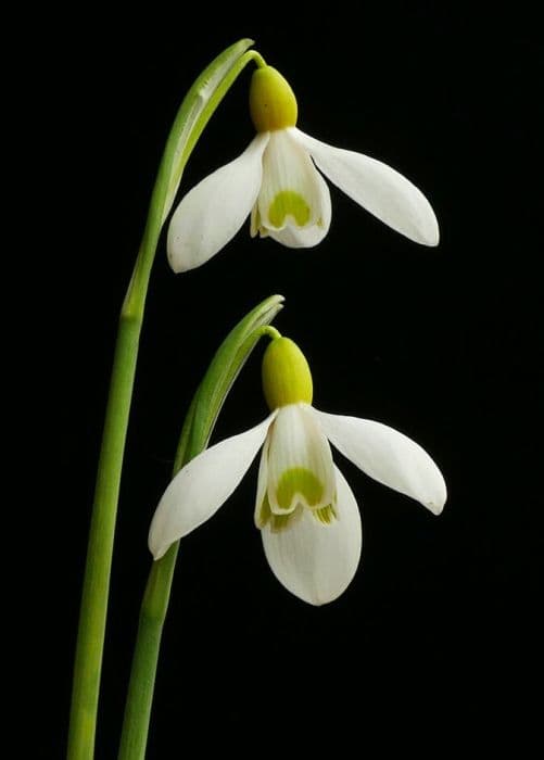 snowdrop 'Spindlestone Surprise'