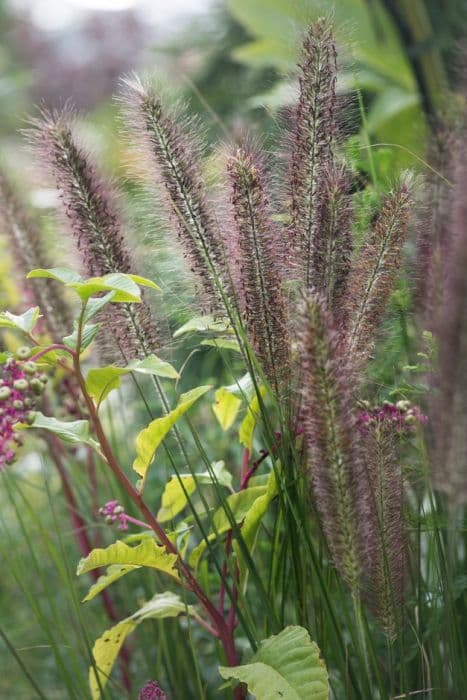 green Chinese fountain grass