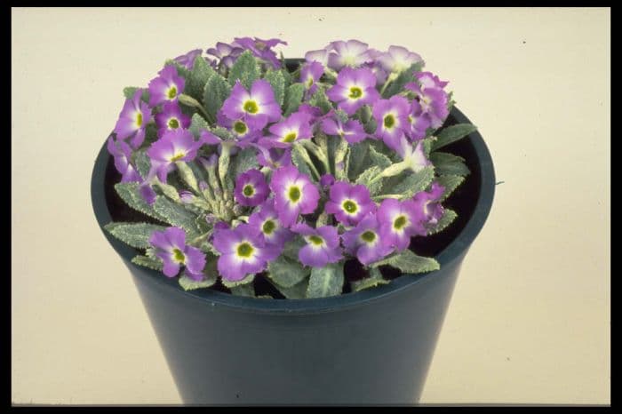 primrose 'Tantallon'