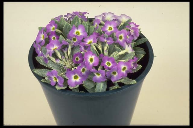 Primrose 'Tantallon'