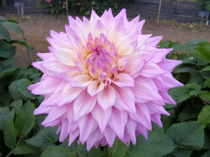 dahlia 'Sir Alf Ramsey'