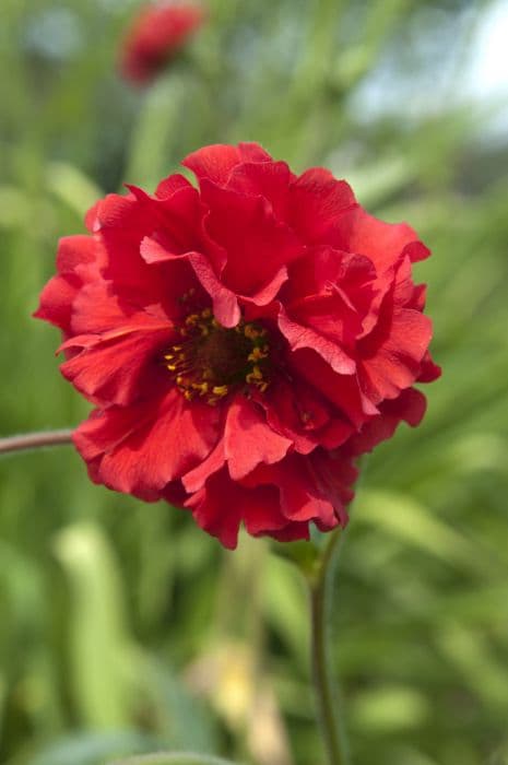 avens 'Red Dragon'